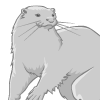 Preview for Lyra, Image 004. A silver-grey otter.